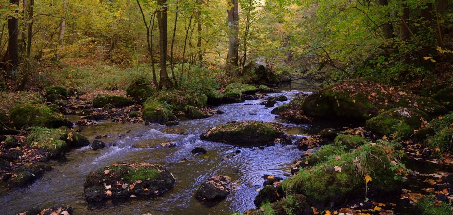 Waldausschnitt inkl. Wasser