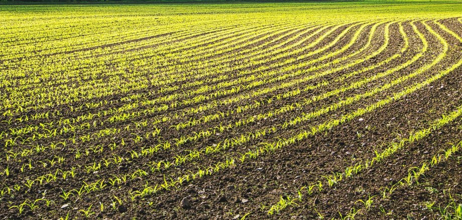 Landwirtschaftliches Feld